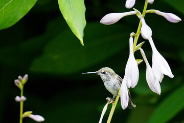 Hummingbird on a Hosta Flower © Dustin