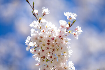 White blooming flowers in spring time. Nature background. Blooming branch of flowers. Blooming flower pattern design. Cherry blossoms in blooming.