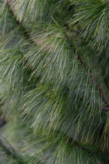 Green needles on a pine tree in detail.
