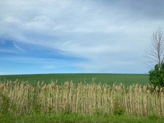 green field and blue sky