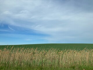 green field and blue sky