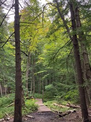walking in a lush forest