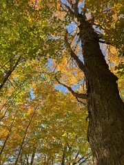 looking up into the trees