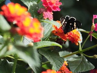 Butterfly sitting on colourful flowers