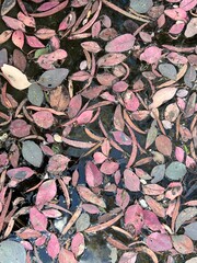 Pink, sage and beige leaves floating on water.