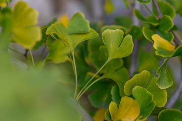 Yellowish ginkgo biloba leaves on a twig.
