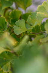Yellowish ginkgo biloba leaves on a twig.
