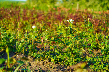 A field of flowers with a single white flower in the middle