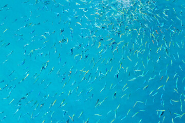 A large group of fish swimming in a blue ocean