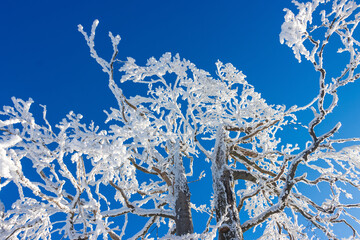 Snow with frost on a tree branch against a blue sky, close up.