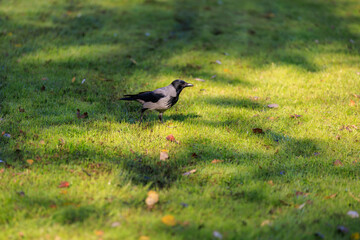 A bird is walking on a grassy field