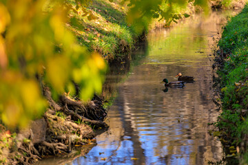 A duck is swimming in a river with leaves on the ground