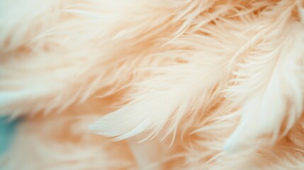 A close-up view reveals the soft texture of white feathers harmoniously arranged, creating an atmosphere of calm and elegance
