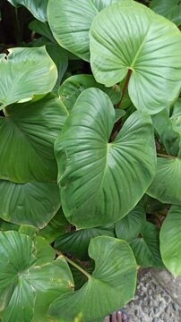 homalomena leaves
