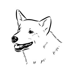 norrbottenspets dog, vector sketch dog drawn in full growth by hand sketch