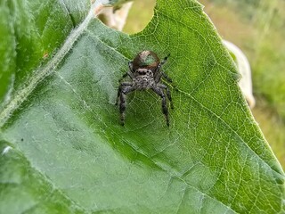 A green jumping spider, emerald jumping spider on a green leaf in the forest 