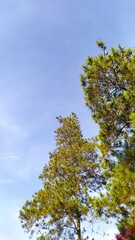 beautiful sky and tree photo
