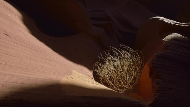 Tumbleweed sitting on eroded sandstone, Lower Antelope Canyon, Hasdestwazi, LeChee Chapter, Navajo Nation, Arizona