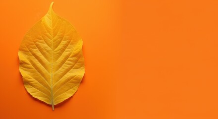 Fototapeta premium Single yellow leaf against orange background