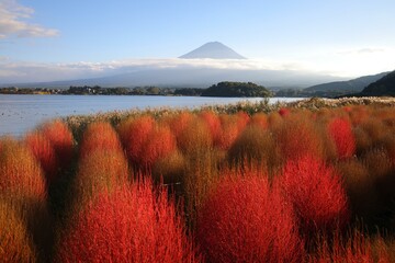 Kochia at Lake Kawaguchi and Mt.Fuji