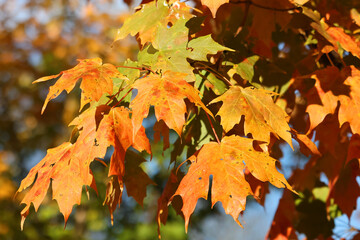 Yellow green and orange maple leaves turning for the autumn season
