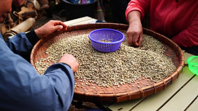 Sorting raw green coffee beans to prepare for sale. or further processing