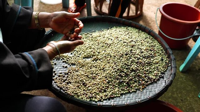Sorting raw green coffee beans to prepare for sale. or further processing