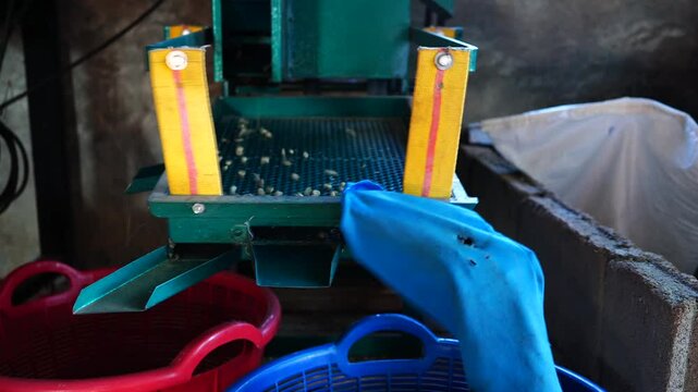 Milling process for grading coffee beans