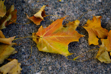 yellow maple leaf