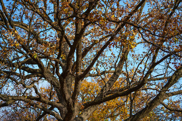 Fototapeta premium yellow fall colors on blue sky