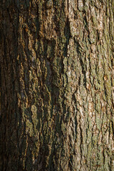 bark of a tree