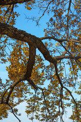 oak tree in autumn