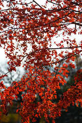 red autumn leaves in the sun