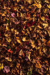 autumn leaves background