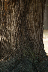 tree texture