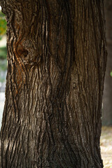 bark of a tree