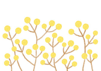 丸く黄色いミツマタの花