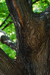 brown tree trunk texture