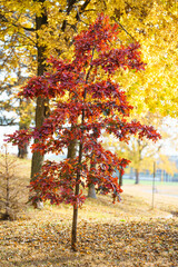 red lonely autumn tree 