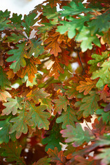 Red and green fall oak leaves 2