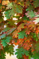Red and green fall oak leaves