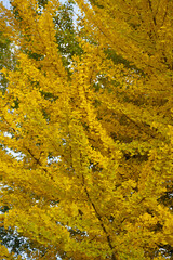yellow autumn leaves on a Ginkgo tree
