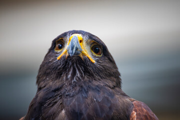 close-up of the sharp gaze and powerful aura of an eagle