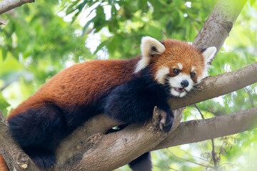 木の上で休んでいるレッサーパンダ