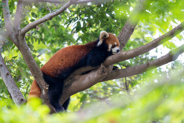 Obraz premium 木の上で休んでいるレッサーパンダ