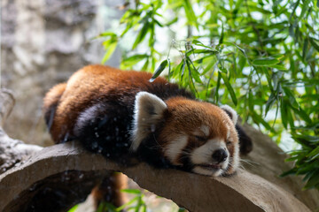 木の上で寝ているレッサーパンダ