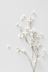 Delicate White Flowers Against a Soft Gray Background