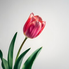Pink tulip 