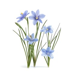 Blue Eyed Grass Isolated on White Background. Beautiful Blue Eyed Grass Flower