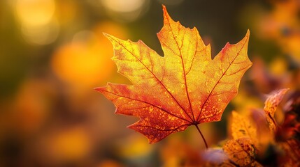 Fototapeta premium Autumn Leaf Macro